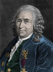 Retrato de Charles Linne (Carl von Linne, Linneo 1707-1778), naturalista sueco. Grabado del siglo XIX