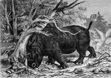 Prehistoria: dinosaurio de la familia perisodáctilos, ancestro del rinoceronte, desarraigando un árbol. Grabado del siglo XIX