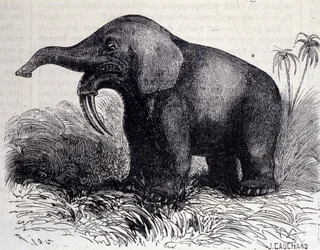 Prehistoria: representación de un Dinotherium, tipo de paquidermo