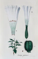 Chumbera (datura, estramonio común)