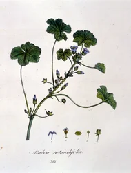 Violeta: hierba cuya infusión tiene efectos calmantes.