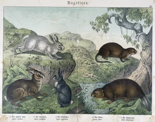 Conejo, castor - en "Historia Natural de los Mamíferos", ed. Schreiber