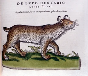 Representación de un lince (lobo - ciervo) - Historia Animalium de Conrad Gesner, Tiguri