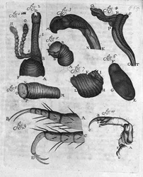 Representación de gorgojos (curculiones lupi). Estudio del comerciante y naturalista holandés Antoine van Leeuwenhoek (1632-1723). Grabado de “Investigatio Arcanorum” 1722.