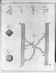 Representación de hematíes (glóbulos rojos) de salmón y rodaballo. Estudio del comerciante y naturalista holandés Antoine van Leeuwenhoek (1632-1723). Grabado de “Epistolae ad Societatem Regiam Angliam” 17