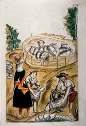 Esquila de ovejas, del libro "Trujillo del Perú" o "Códice Martínez Compañón", por Baltazar Martínez Compañón y Bujanda, obispo de Trujillo (1782-1785)