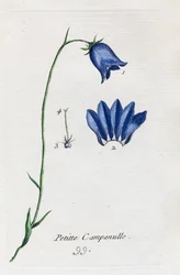 Campánula pequeña