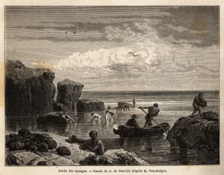 Pesca de esponjas por los isleños de la isla Anastasia