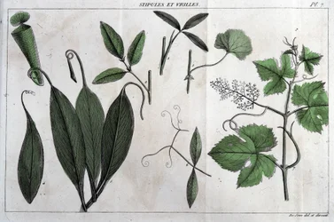 Estípulas y zarcillos: en “Flora Françoise, o una breve descripción de todas las plantas que crecen naturalmente en Francia, dispuestas según un nuevo método de análisis al que adjuntamos la cita de sus virtudes menos equívocas en medicina y su utilidad en
