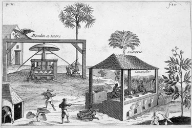 Fabricación de azúcar: Molino de azúcar y trapiche - en “Historia General de las Drogas, Simples y Compuestas” por Pomet