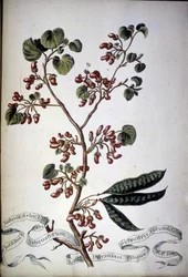 Sylvestris Rotundifolia. Herbario del siglo XIX.