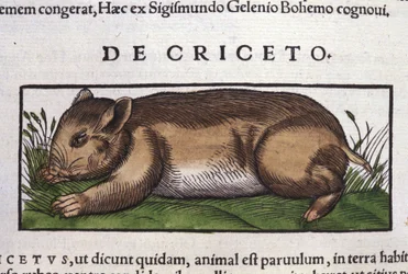 El hámster en Historia Animalium de Conrad Gesner (1516 - 1565), Tiguri