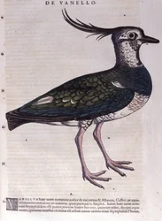 La avefría en Historia Animalium por Conrad Gesner (1516 - 1565), Tiguri