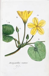 La Menyanthe