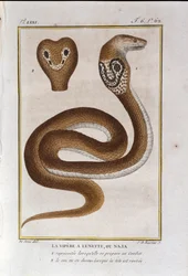 La víbora de bisel o Naja. Lámina tomada de una historia natural de las “Obras de Buffon” por el naturalista Georges Louis Leclerc, Conde de Buffon (1707 - 1788). Siglo XIX
