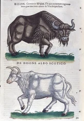 El bisonte y el bisonte blanco de Historiae animalium de Konrad Gesner, Tiguri