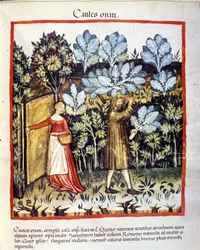 Cosecha de flores de col en un huerto. Iluminación del tratado médico y dietético «Tacuinum sanitatis»