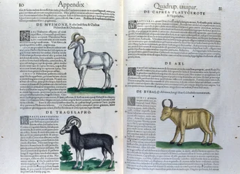 La doble página de los cuadrúpedos en Historia Animalium de Conrad Gesner (1516 - 1565), Tiguri