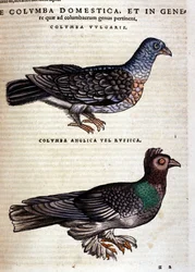 La paloma según la Historia Animalium de Conrad Gesner, Tiguri 1560. Biblioteca Nazionale Braidense. Milán