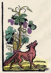 El zorro y las uvas. Fábula de Esopo (grabado del siglo XVIII)