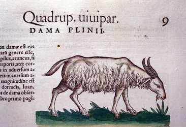 La cabra después de Historiae animalium de Konrad Gesner, Tiguri