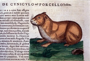 El conejillo de indias después de Historiae animalium de Konrad Gesner, Tiguri