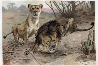 El león (Panthera leo) - grabado de 