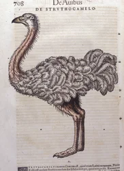 El avestruz - de Historiae animalium de Konrad Gesner, Tiguri