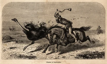 La caza del avestruz, dibujado a partir de una fotografía, para ilustrar la historia de la caza en África por William Charles Baldwin entre 1852 y 1860. Grabado en "Le tour du monde", editado por Edouard Charton