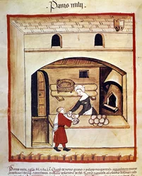 La preparación del pan con mijo. Iluminación del ordeño de medicina y dietética Tacuinum sanitatis
