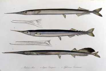 La aguja de mar. Tabla de historia natural. Siglo XIX