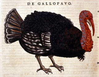 El pavo según la Historia Animalium de Conrad Gesner, Tiguri 1560. Biblioteca Nazionale Braidense. Milán