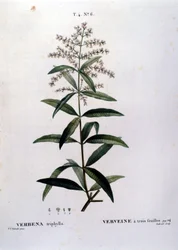 La verbena. Grabado del siglo XIX
