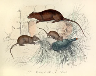 Tres animales: ratón, rata y topo, clasificados según la nomenclatura de Linneene y Cuvier (grabado)