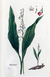 Zorzal