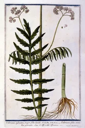 Valeriana. Grabado del siglo XVIII