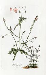 Verbena
