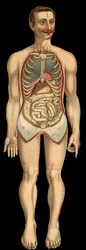 Vista de la cavidad torácica y abdominal desde delante tras la extracción de la caja costal y abdominal. (Intestino delgado, estómago, etc.)