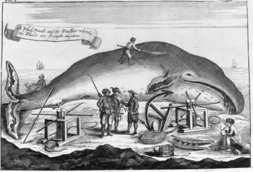 Caza de ballenas: en tierra, se limpia el cachalote. Grabado separado de un libro de principios del siglo XVIII