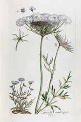 Zanahoria silvestre
