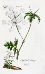 Perifollo silvestre
