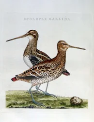 Chocha perdices y huevo (Scolopax gallinago) - grabado
