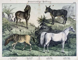 Cebras, burro y caballo - en "Histoires Naturelles des Mammals", ed. Schreiber