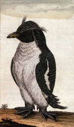 Carta zoológica que representa un ave Diomedea de la familia del Albatros. Grabado del siglo XVIII