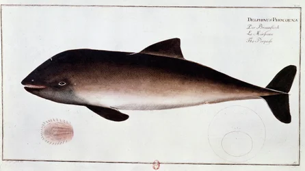 Zoología: tabla que representa un marsopa, mamífero acuático