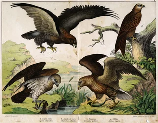 a: Águila real (Aquila chrysaëtos), b: Águila de cola blanca (Haliaëtus albicilla), c: Águila culebrera (Circaëtus gallicus), d: Milano real (Milvus regalis) - en «Historia natural de las aves», ed. Hoepli, Milán.