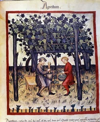 Prensado de las uvas en el momento de la cosecha. Iluminación del libro de medicina y dietética “Tacuinum sanitatis”
