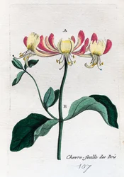 madreselva silvestre
