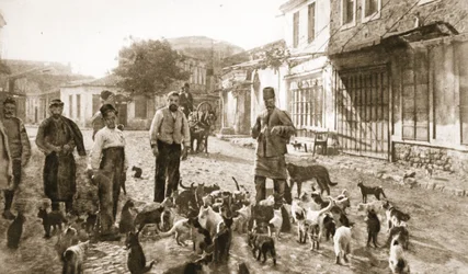La bondad de un turco hacia «el inofensivo y necesario gato»: alimentando a gatos sin hogar en Chanak después del bombardeo, de «The Illustrated War News»