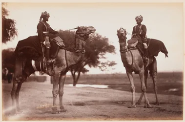 Camel Sowars en el Campamento de Ejercicios de Delhi